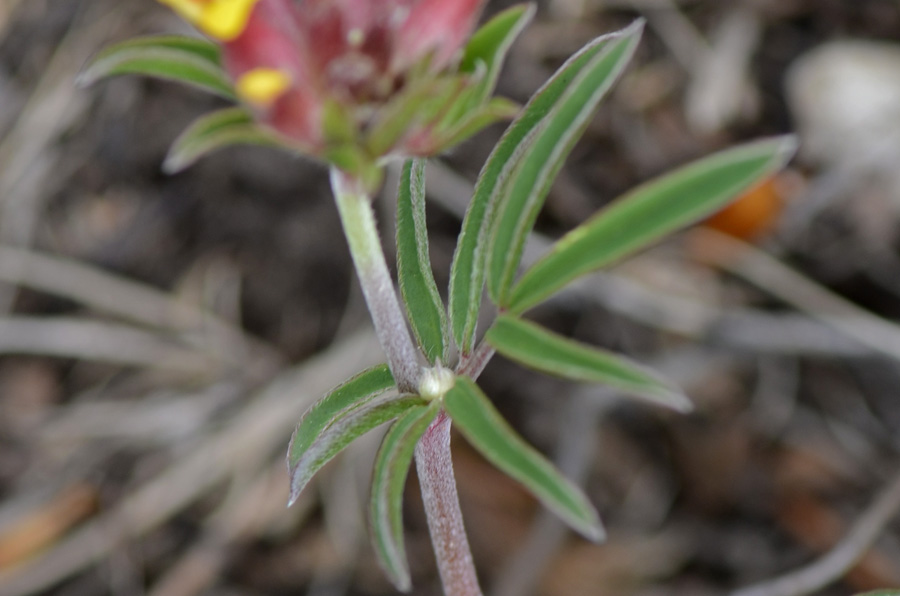 Anthyllis vulneraria / Vulneraria comune